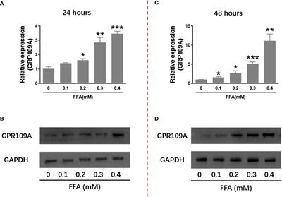 Niacin exacerbates β cell lipotoxicity in diet-induced obesity mice through upregulation of GPR109A and PPARγ2: Inhibition by incretin drugs